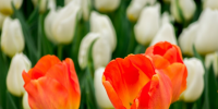 Виолы и тюльпаны украсят весенний Петербург 